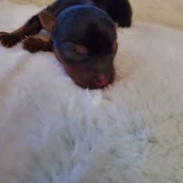 Yorkshire Terrier Puppies from Precious Paws LLC