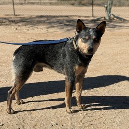 Balou - Blue male Australian Cattle Dog puppy in Tucson, Arizona from Soqui Ortiz Cattle Ranch