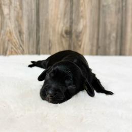 Jet - Black and tan female Cavapoo puppy in Wamego, Kansas from Doodles of Oz