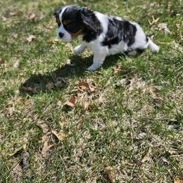 Cavalier King Charles Spaniel Puppies from Grand Oaks Cavaliers