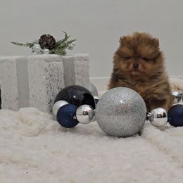 Demi - Chocolate merle female Pomeranian puppy in Ontario, Oregon from S'more Pomeranians