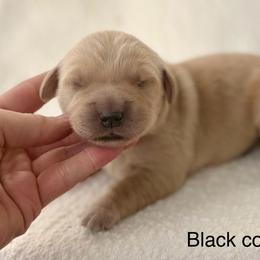 Winter Park- black collar - Golden male Golden Retriever puppy in Colorado Springs, Colorado from Mercy Mountain Bernedoodles
