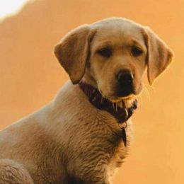 Labrador Retriever Puppies from Warnow Labradors
