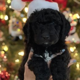 Goldendoodle and Golden Retriever Puppies from Golden Retrievers and Doodles from Heaven