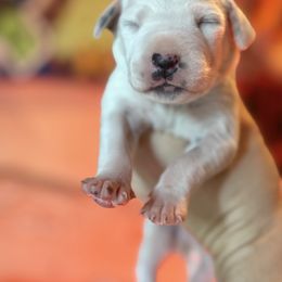 4th pick female - White and liver brown female Dalmatian puppy in Lake Mathews, California from Bully Market