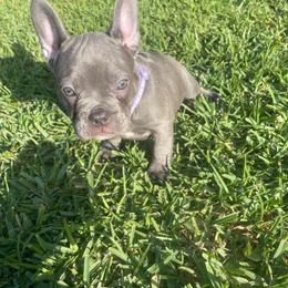 Iris - Blue female French Bulldog puppy in Metairie, Louisiana from Surcouf Frenchie’s