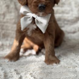 Fuji - Red  male Goldendoodle puppy in Escalon, California from Miley&Co.