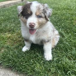 Australian Shepherd Puppies from Sadie Blue's Willamette Valley Aussies