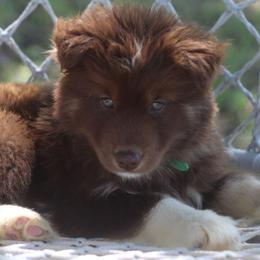 Denali - Red and white male Siberian Husky puppy in Gorman, Texas from Bransford Paw Pack/Timber Huskies