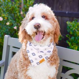 Tess - Bernedoodle