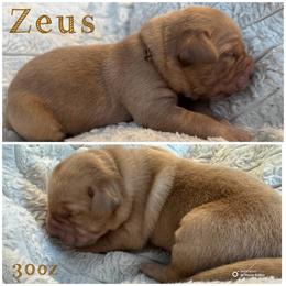 Zeus - Yellow male Labrador Retriever puppy in Hartly, Delaware from Triple Threat Labradors