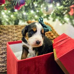 Cookie - Tri-color female Bernedoodle puppy in Russell Springs, Kentucky from 270 Doodles