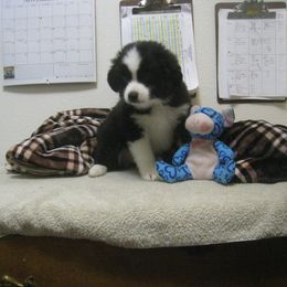 Miniature Australian Shepherd and Toy Australian Shepherd Puppies from Circle E Aussies