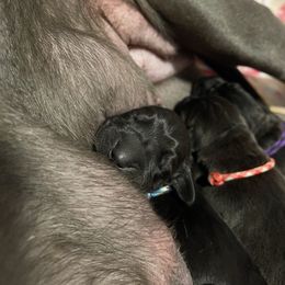 Great Dane Puppies from Lazuli Great Danes