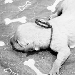 Green - Light golden male Golden Retriever puppy in Brewster, Washington from AB & Co. Goldens