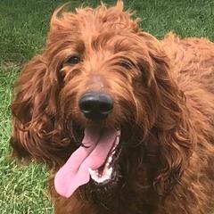 Madison - Irish Doodle