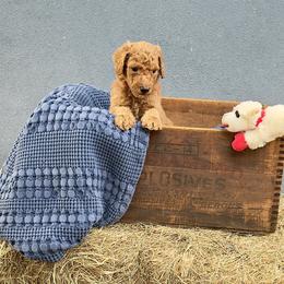 'Trigger': Muddy Foots Ready to Fire - Apricot male Poodle puppy in Orlando, Florida from Sabrina Beck