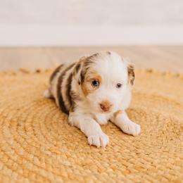 Denali - Red merle female Miniature Australian Shepherd puppy in Enoch, Utah from Twisted H Aussies