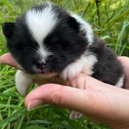 Ralf - Tri-colored male Pomeranian puppy in Jefferson City, Missouri from MJ’s Pomeranians