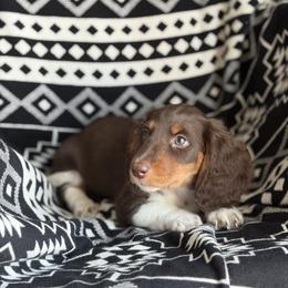 Dachshund Puppies from Dachshund Den