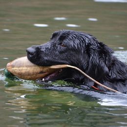Nyufa - Labrador Retriever