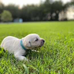 Labrador Retriever Puppies from Duck Creek Kennels
