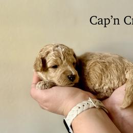 Cap'n Crunch - Apricot male Goldendoodle puppy in Taylorsville, North Carolina from Heartfelt Doodles