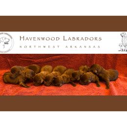 Labrador Retriever puppies from Havenwood Labradors