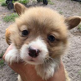 Pheonix's Boy 2 - Fawn male Pembroke Welsh Corgi puppy in Middleburg, Florida from Mulkeys Little Corgis