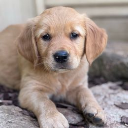 Purple Girl - Dark golden female Golden Retriever puppy in Scio, Oregon from Stackhouse Family Farm