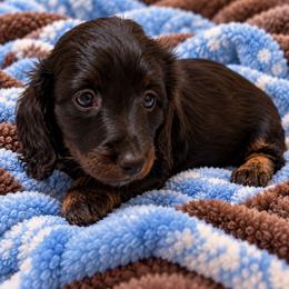 Milky Way - Brindle male Dachshund puppy in Norco, California from Norco dachshunds