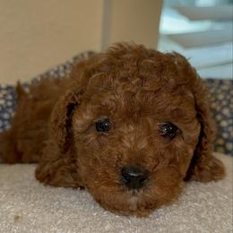Rose - Red  female Poodle puppy in California from Central Valley Scotties