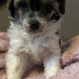 Boy 2 - Black white and tan male Chinese Crested puppy in Hernando, Florida from BryMar Chinese Cresteds