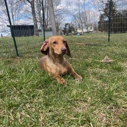 Rubble - Red male Dachshund puppy in Bardstown, Kentucky from A & J Doxies
