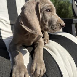 Weimaraner Puppies from Kennedy Weimaraners
