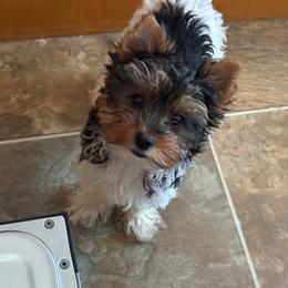 Prada awaits her forever family - Black tan and white female Biewer Terrier puppy in Lebanon, Oregon from SD99Biewers