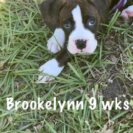 Boxer Puppies from Starlight Boxer Corner