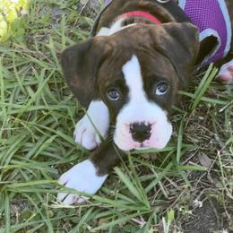 Boxer Puppies from Starlight Boxer Corner