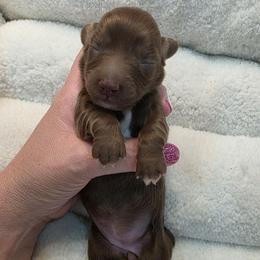 Chocolate girl - Chocolate female Dachshund puppy in West Plains, Missouri from Spring Creek Dachshunds