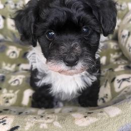 Heart's black and white boy - Black and white male Havanese puppy in Williamson, Georgia from Windyhill Havanese
