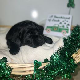 Labrador Retriever Puppies from Mason Dixon Labradors