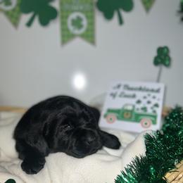 Labrador Retriever Puppies from Mason Dixon Labradors