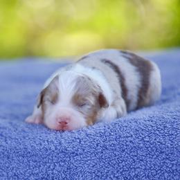 Country - Red merle male Miniature American Shepherd puppy in Stephenville, Texas from Diamond H Aussies