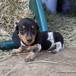 Puppy 3 - Black and tan female Dachshund puppy in Riverside, California from Saddle Up Dachshunds