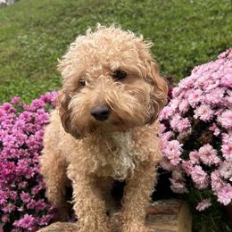 Honey - Poodle