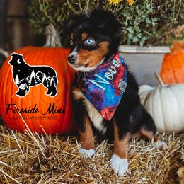 Miniature Australian Shepherd and Toy Australian Shepherd Puppies from Fireside Toy & Mini Aussies