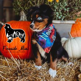 Miniature Australian Shepherd and Toy Australian Shepherd Puppies from Fireside Toy & Mini Aussies