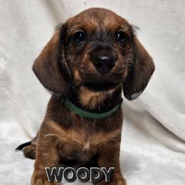 Woody-wirehair - Red male Dachshund puppy in Blair, Oklahoma from North Fork Doxies-Okla