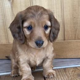 Dachshunds from Hadley Hounds