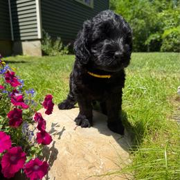 Orion - Black male Australian Labradoodle puppy in Otis, Massachusetts from Tango Wool Labradoodles
